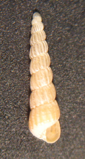 Turbonilla rufa